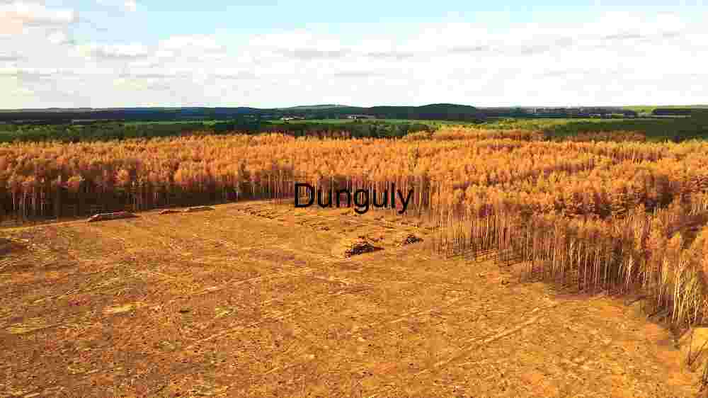 Explore Earth's striking scenery. Witness awe-inspiring worldwide panoramas (12) Deforestation of Pine Forest