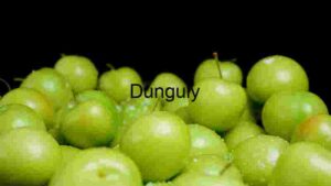 Sour Plum Coromila Fruit