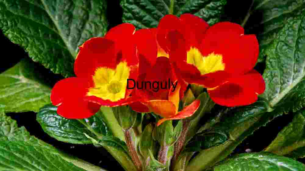 Tourist captures Europe's breathtaking beauty in stunning imagery (20) Primrose Flower