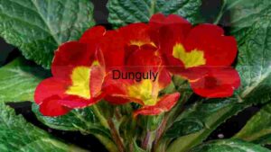 Primula, Polyanthus or Primrose