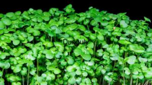 Arugula Microgreens Sprouts Moving