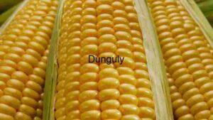 Fresh Maize Corn, Close Up