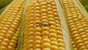 Yellow Corn Cob Texture