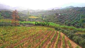 Verdant Vineyard Valleys