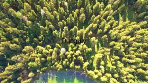 At Home Aerial Panorama of a Vibrant Forest Ecosystem