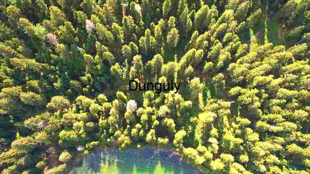 Discover Earth's remarkable landscapes. Behold breathtaking global views (161) Aerial Panorama of a Vibrant Forest Ecosystem