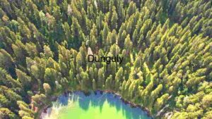 a Vibrant Forest Ecosystem