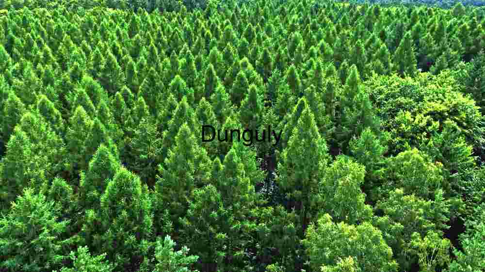 Discover Earth's remarkable landscapes. Behold breathtaking global views (46) Verdant Expanse: Aerial View of a Lush Pine Forest