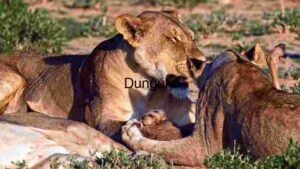 A Lioness and Her Cub in the Wild