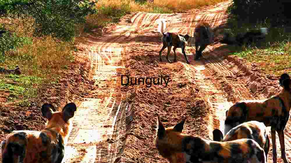 Embark on thrilling encounters amidst the wild majesty of wildlife (18) Wild Dogs on a Dusty African Trail