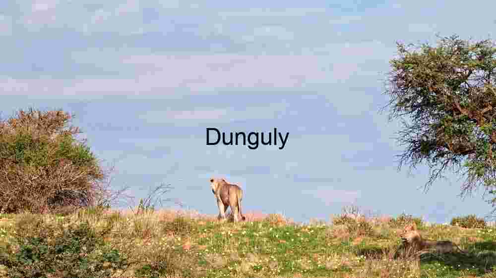 Embark on thrilling encounters amidst the wild majesty of wildlife (21) Serenity in the Wild: Lions Resting Amidst the Savanna