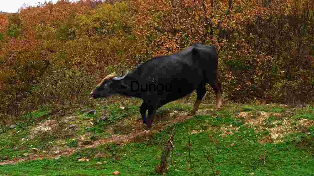 Embark on thrilling encounters amidst the wild majesty of wildlife (23) Majestic Black Bull in Autumn Landscape
