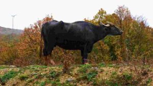 Black Bull in Autumn Landscape