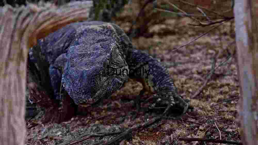 Embark on thrilling encounters amidst the wild majesty of wildlife (25) Majestic Reptile in its Natural Habitat