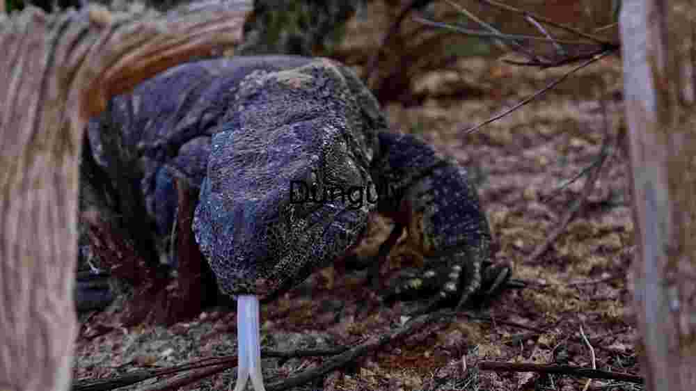 Embark on thrilling encounters amidst the wild majesty of wildlife (26) Reptile in its Natural Habitat