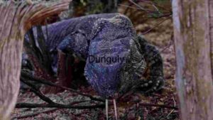 Majestic Reptilian Gaze: A Close Encounter with a Komodo Dragon