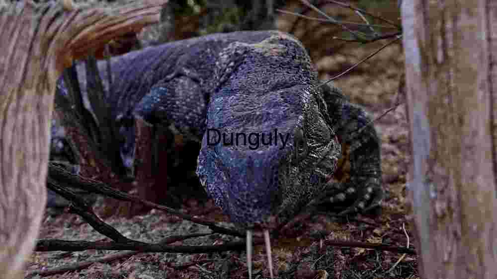 Embark on thrilling encounters amidst the wild majesty of wildlife (27) Majestic Reptilian Gaze: A Close Encounter with a Komodo Dragon