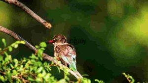 Solitary Kingfisher Perched on a Branch