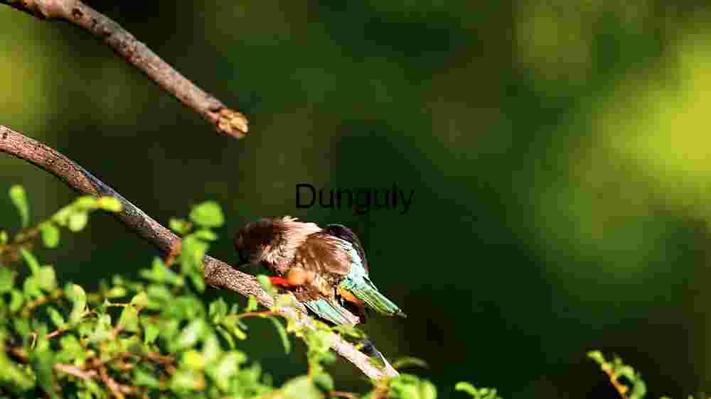Embark on thrilling encounters amidst the wild majesty of wildlife (30) Kingfisher Perched on a Branch