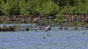 Wetland Ecosystem: A Haven for Birdlife
