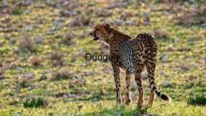 Majestic Cheetah in the Wild