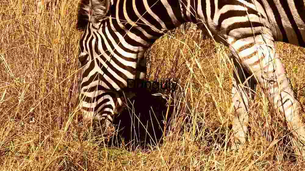 Embark on thrilling encounters amidst the wild majesty of wildlife (38) Zebra Grazing : Close capture