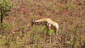 Giraffe in a Dry Savannah Landscape