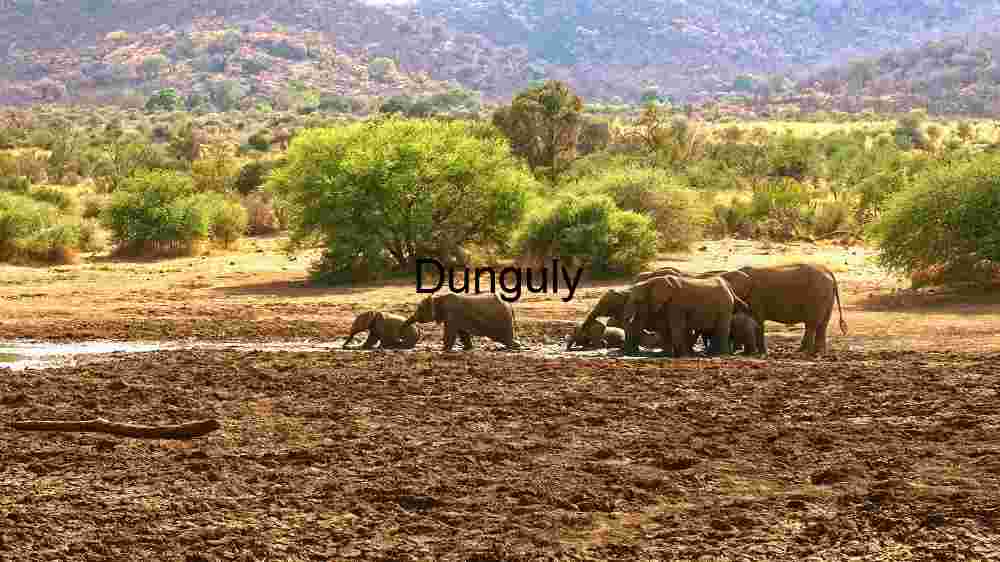 Embark on thrilling encounters amidst the wild majesty of wildlife (46) Elephant Family at the Watering Hole