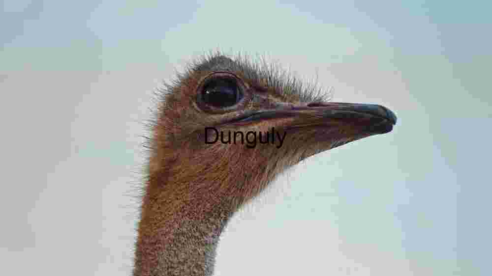 Embark on thrilling encounters amidst the wild majesty of wildlife (51) Close-up of an Ostrich: Nature's Majestic Avian