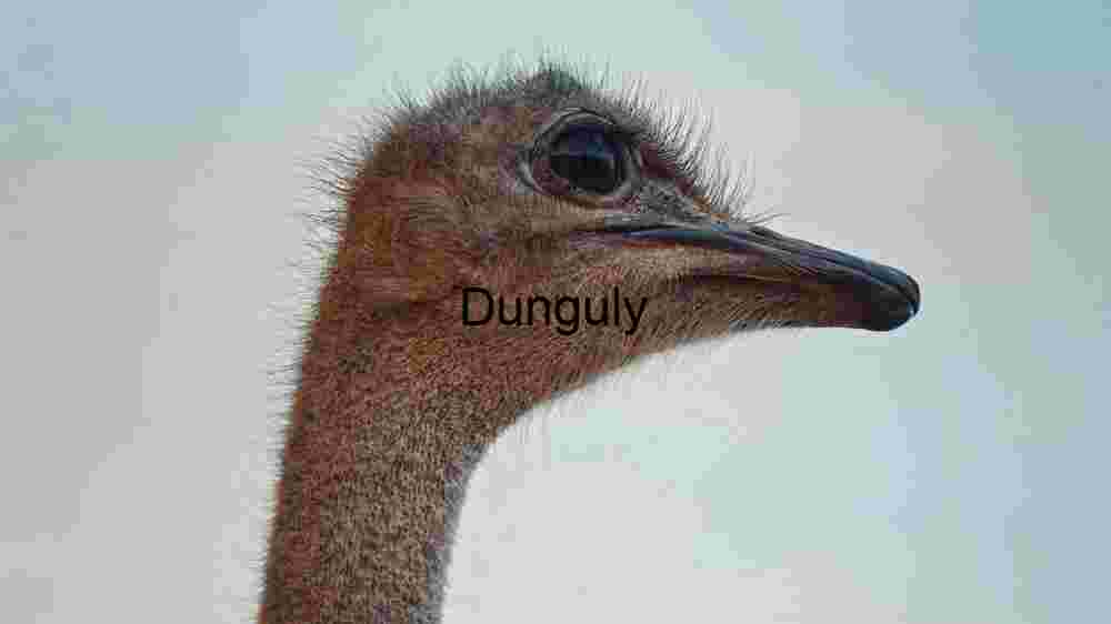 Embark on thrilling encounters amidst the wild majesty of wildlife (53) Close-up of an Ostrich