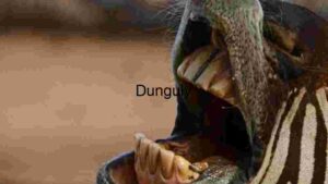 Zebra's Open Mouth with Teeth