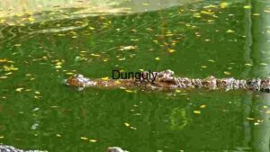 Stealth in Still Waters: The Camouflaged Crocodile