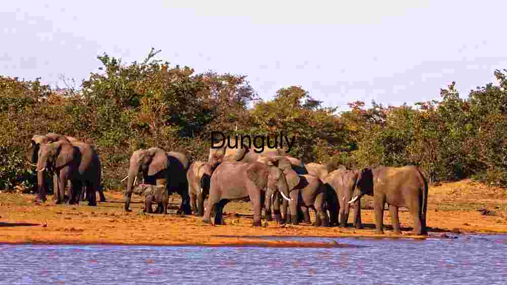 Embark on thrilling encounters amidst the wild majesty of wildlife (6) Elephant Herd by the Water's Edge