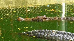 Stealth in Still Waters: The Crocodile's Camouflage