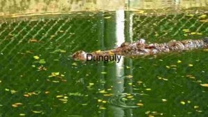 Camouflaged Crocodile Stealth in Still Green Waters