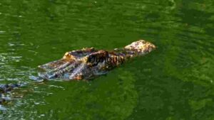 Stealth in the Swamps: A Crocodile's Camouflage