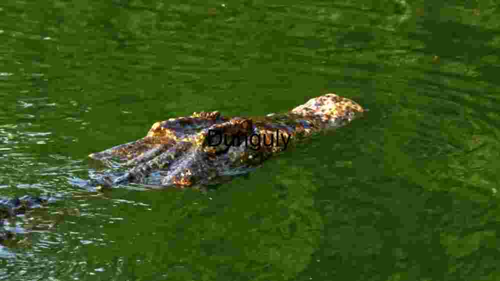 Embark on thrilling encounters amidst the wild majesty of wildlife (64) Stealth in the Swamps: A Crocodile's Camouflage