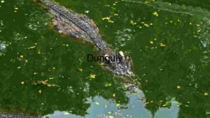 Stealthy Predator: A Crocodile's Silent Swim