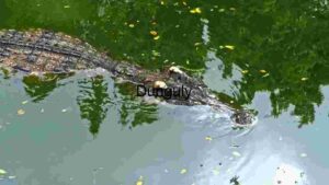 A Crocodile's Silent Swim