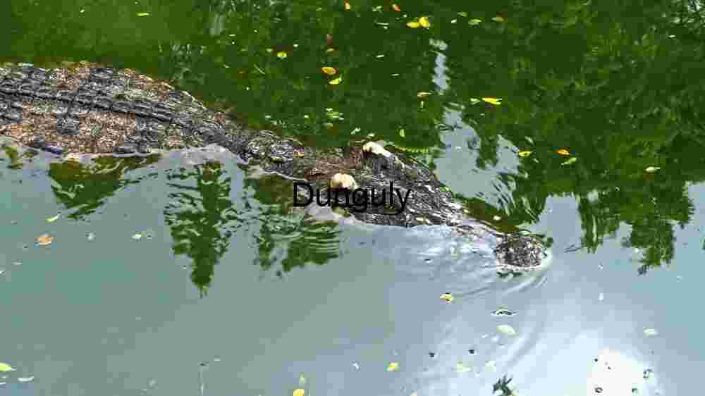 Embark on thrilling encounters amidst the wild majesty of wildlife (69) A Crocodile's Silent Swim