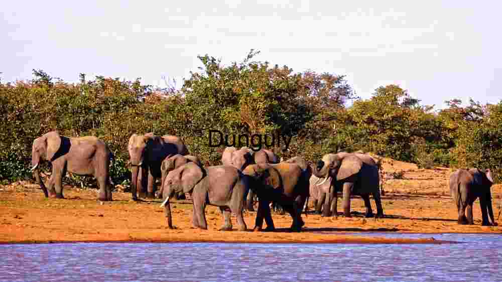 Embark on thrilling encounters amidst the wild majesty of wildlife (7) Elephant Herd in Mud