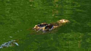 Hidden Predator: A Crocodile's Stealth in Murky Waters
