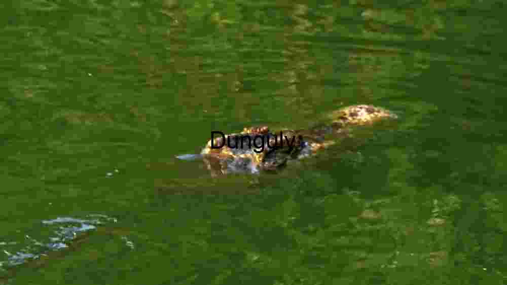 Embark on thrilling encounters amidst the wild majesty of wildlife (72) Crocodile's Stealth in Murky Waters