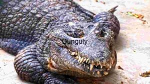 Majestic Crocodile Close-Up