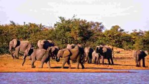 Elephant in Family