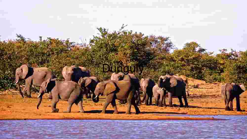 Embark on thrilling encounters amidst the wild majesty of wildlife (8) Elephant in Family