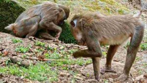 Two Baboons in Their Natural Habitat
