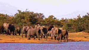 Elephant and Family