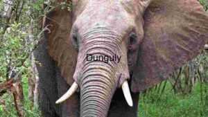 The Majestic African Elephant Close Up