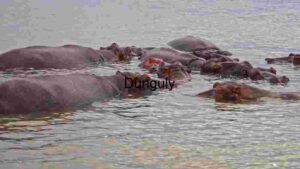 A Glimpse into the Lives of Hippos